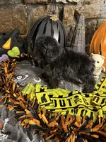 Laverne, a female Poodle - Toy  for sale in Spiro, OK – 6 of 6