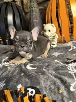 Jack, a male French Bulldog for sale in Spiro, OK – 4 of 7