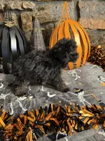 Shirley, a female Poodle - Toy  for sale in Spiro, OK – 6 of 6