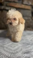 Anne, a female Poodle - Miniature  for sale in Spiro, OK – 3 of 10