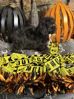 Laverne, a female Poodle - Toy  for sale in Spiro, OK – 4 of 6