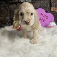 Bingo, a male Cocker Spaniel for sale in Spiro, OK – Photo 4 of 5