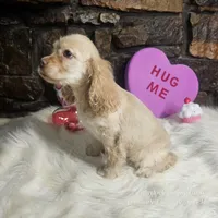 Bingo, a male Cocker Spaniel for sale in Spiro, OK – Photo 3 of 5