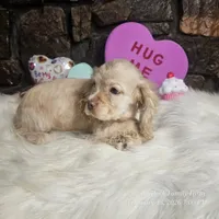 Bingo, a male Cocker Spaniel for sale in Spiro, OK – Photo 2 of 5
