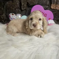 Bingo, a male Cocker Spaniel for sale in Spiro, OK – Photo 1 of 5