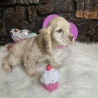 Bingo, a male Cocker Spaniel for sale in Spiro, OK – Photo 5 of 5