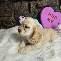 Buddy, a male Cocker Spaniel for sale in Spiro, OK – Photo 1 of 5