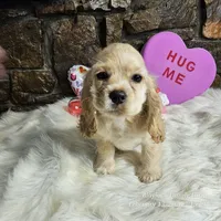 Buddy, a male Cocker Spaniel for sale in Spiro, OK – Photo 3 of 5
