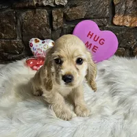 Buddy, a male Cocker Spaniel for sale in Spiro, OK – Photo 2 of 5