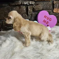 Buddy, a male Cocker Spaniel for sale in Spiro, OK – Photo 5 of 5