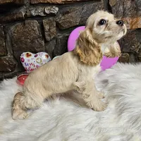 Buddy, a male Cocker Spaniel for sale in Spiro, OK – Photo 4 of 5