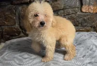 Andy, a male Poodle - Miniature  for sale in Spiro, OK – 7 of 10