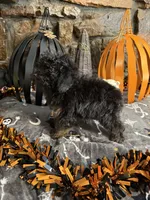 Shirley, a female Poodle - Toy  for sale in Spiro, OK – 5 of 6