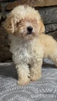 Anne, a female Poodle - Miniature  for sale in Spiro, OK – 9 of 10