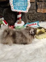 Pixie, a female Pomeranian for sale in Spiro, OK – Photo 4 of 6