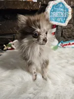 Pixie, a female Pomeranian for sale in Spiro, OK – Photo 6 of 6