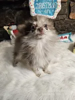 Pixie, a female Pomeranian for sale in Spiro, OK – Photo 3 of 6