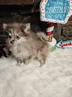 Pixie, a female Pomeranian for sale in Spiro, OK – Photo 5 of 6