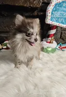 Pixie, a female Pomeranian for sale in Spiro, OK – Photo 1 of 6