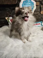 Pixie, a female Pomeranian for sale in Spiro, OK – Photo 2 of 6