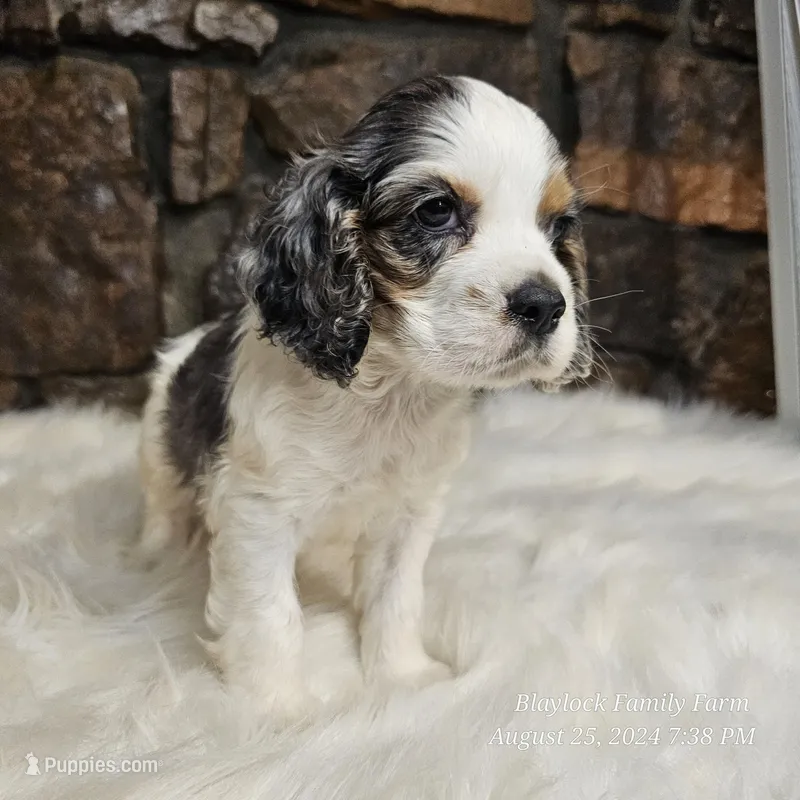 Astro, a male Cocker Spaniel for sale in Spiro, OK – Photo 1 of 8