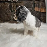 Astro, a male Cocker Spaniel for sale in Spiro, OK – Photo 2 of 8