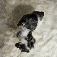 Astro, a male Cocker Spaniel for sale in Spiro, OK – Photo 3 of 8
