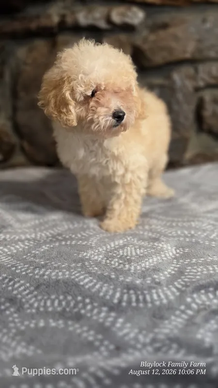 Anne – Poodle - Miniature  puppy for sale in Spiro, OK