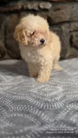 Anne, a female Poodle - Miniature  for sale in Spiro, OK – 1 of 10