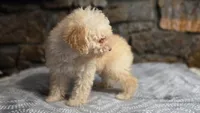 Anne, a female Poodle - Miniature  for sale in Spiro, OK – 2 of 10