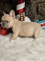 Grinch, a male French Bulldog for sale in Spiro, OK – Photo 4 of 7