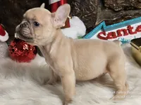 Grinch, a male French Bulldog for sale in Spiro, OK – Photo 6 of 7