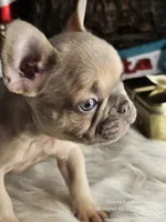 Grinch, a male French Bulldog for sale in Spiro, OK – Photo 5 of 7