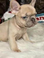Grinch, a male French Bulldog for sale in Spiro, OK – Photo 3 of 7