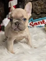 Grinch, a male French Bulldog for sale in Spiro, OK – Photo 1 of 7