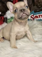 Grinch, a male French Bulldog for sale in Spiro, OK – Photo 2 of 7