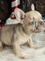 Grinch, a male French Bulldog for sale in Spiro, OK – Photo 7 of 7