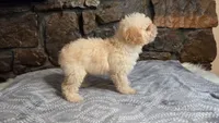 Anne, a female Poodle - Miniature  for sale in Spiro, OK – 6 of 10