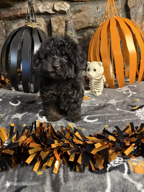 Mikey – Poodle - Toy  puppy for sale in Spiro, OK