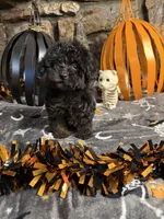 Mikey, a male Poodle - Toy  for sale in Spiro, OK – 1 of 5