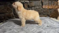 Anne, a female Poodle - Miniature  for sale in Spiro, OK – 5 of 10