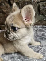 Iggy, a male French Bulldog for sale in Spiro, OK – Photo 3 of 7