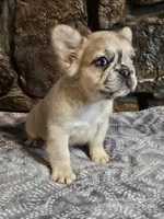 Iggy, a male French Bulldog for sale in Spiro, OK – Photo 6 of 7