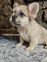 Iggy, a male French Bulldog for sale in Spiro, OK – Photo 5 of 7