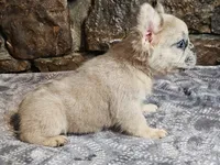 Iggy, a male French Bulldog for sale in Spiro, OK – Photo 2 of 7