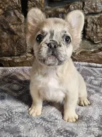 Iggy, a male French Bulldog for sale in Spiro, OK – Photo 4 of 7