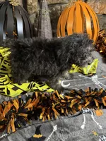 Mick, a male Poodle - Toy  for sale in Spiro, OK – 3 of 4