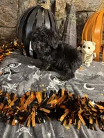 Mikey, a male Poodle - Toy  for sale in Spiro, OK – 5 of 5