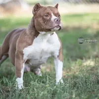 ABKC Lil Red PET HOME ONLY, a female American Bully for sale in Spiro, OK – Photo 2 of 2