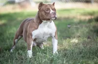 processed/eacb1c44-8436-42e5-8059-18b5da3c2de7/listing/790f5da9-b6f6-4aab-90ed-9202782b6593/69e8a234-c17c-4d4c-99b2-aaaf6e8fcd62